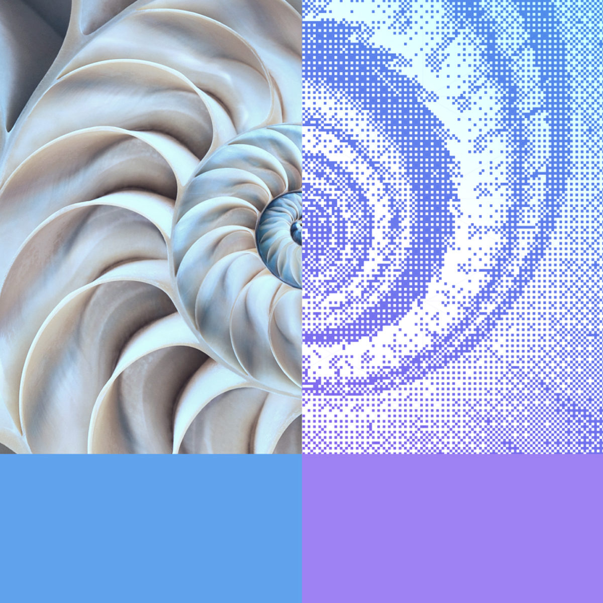 Two sided picture of a shell representing abstract data models.